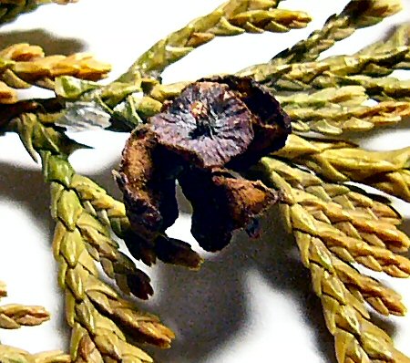 Quả nón của bách Nootka.