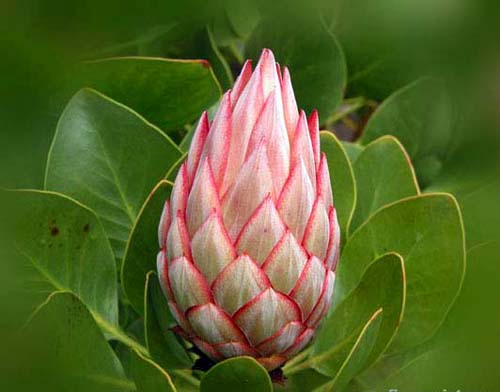 Hoa protea,king protea,quốc hoa Nam Phi,Honeypot,hoa bình mật,King Sugar Bush,Đường thảo Hoàng đế