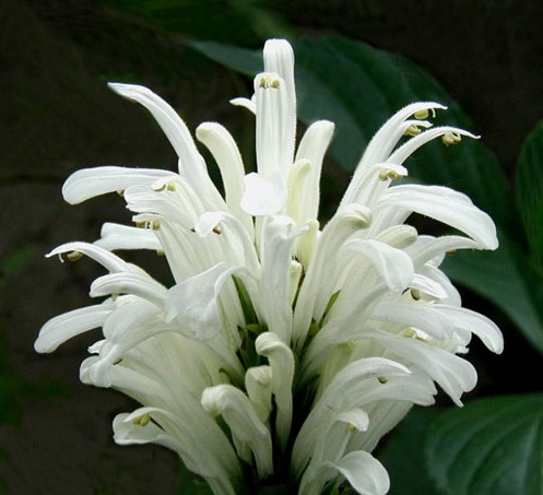 Hồng long ngọc,cây hồng long ngọc,hồng long nhả ngọc,cây long ngọc,cây gia cốp,cây ngọc long,Justicia carnea Nichols,họ Ô rô,Acanthaceae,cây bụi