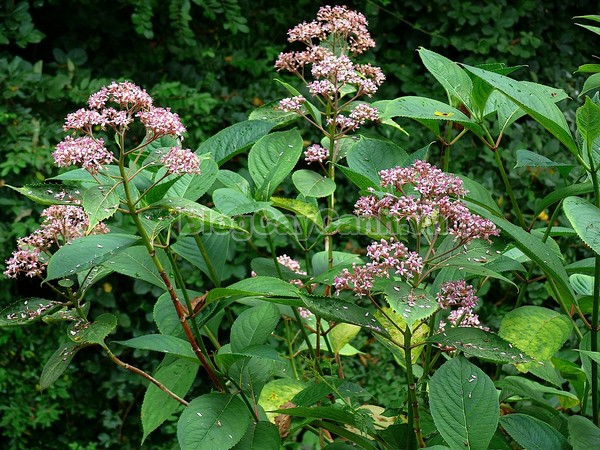 Cây Thường Sơn,cây thường sơn, cây thường sơn chữa sốt rét, công dụng của cây thường sơn, cây thường sơn chữa bệnh, tác dụng của cây thường sơn, cây khởi tía, cây tê quân, cây nam thường sơn, cây bạch thường sơn, cây thường sơn tía, cây hoàng thường sơn, cây thực tất, cây áp niệu thảo, cây kê niệu thảo ,Dichroa febrifuga Lour., họ Tú cầu, họ Thường Sơn,Hydrangeaceae,.