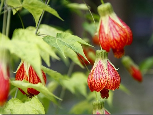 Hoa bụp lồng đèn,bụt lồng đèn,bụp lồng đèn,hoa dâm bụt,hoa râm bụt,bông bụt,bông bụp,Abutilon pictum,Flowering Maple,họ cẩm quỳ,Malvaceae