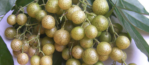 Quả cây mắc mật