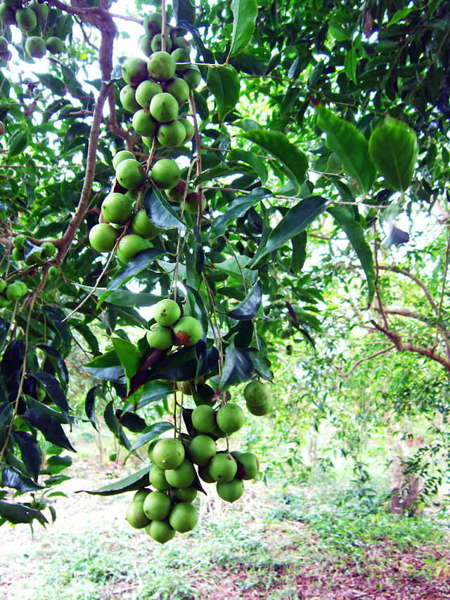 Cây hồng quân, bồ quân, bù quân, mùng quân trắng,mùng quân rừng,cây quân,Flacourtia jangomas