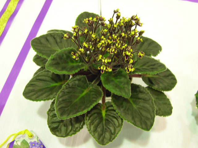 Hoa tử linh lan,tử linh lan,violet châu Phi,violet,hoa violet,Saintpaulia,African Violet