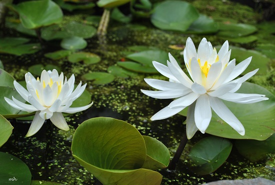 Cây hoa súng,Cây hoa súng,hoa sung,hoa súng đỏ,hoa súng trắng,hoa súng lam,súng đỏ,súng trắng,súng lam,Nymphaea