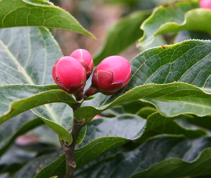 Hải đường,cây hải đường,hoa hải đường,cây ngày Tết,ý nghĩa hoa hải đường,sự tích hoa hải đường