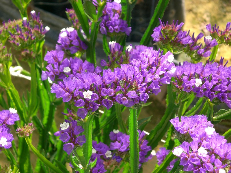 Hoa Salem,salem,Limonium sinuatum,Limonium,Statice,Sea Lavender,Notch Leaf Marsh Rosemary,Marsh Rosemary,Sea Pink,biển hồng,Wavy Leaf Sea Lavender,họ đuôi công,Plumbaginaceae,ý nghĩa của hoa salem