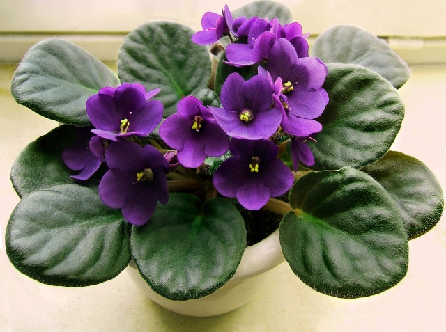 Hoa tử linh lan,tử linh lan,violet châu Phi,violet,hoa violet,Saintpaulia,African Violet