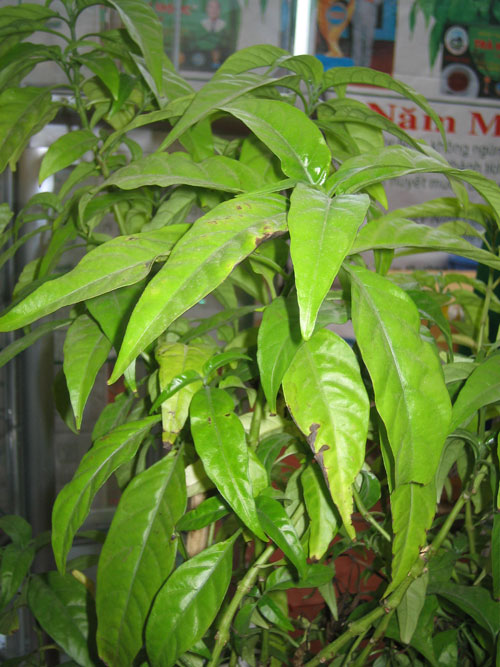 Cây Xuân hoa,cây hoàn ngọc,hoàn ngọc âm,tác dụng chữa bệnh của cây hòa ngọc,tác dụng chữa bệnh cây xuân hoa,nhật nguyệt,cây con khỉ,nội đồng,lay gàm,dièng tòn pièng,nhần nhéng,tu lình,seuderanthemum palatiferum,họ ô rô,acanthaceae