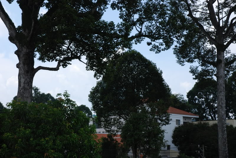 Dầu rái,cây dầu rái,dầu con rái,dầu nước,cây dầu nước,dipterocarpus alatus