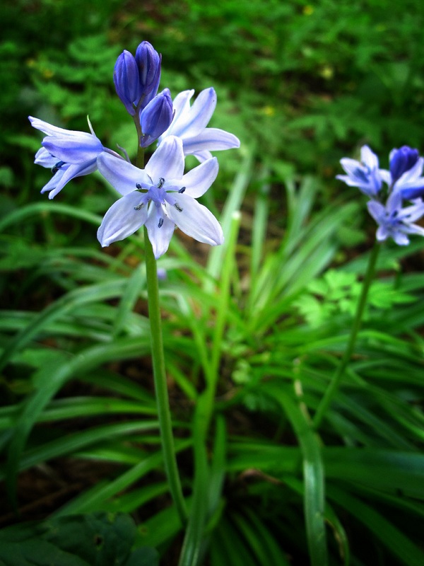 Hoa chuông xanh,hoa chuông,Bluebells,Hyacinthoides