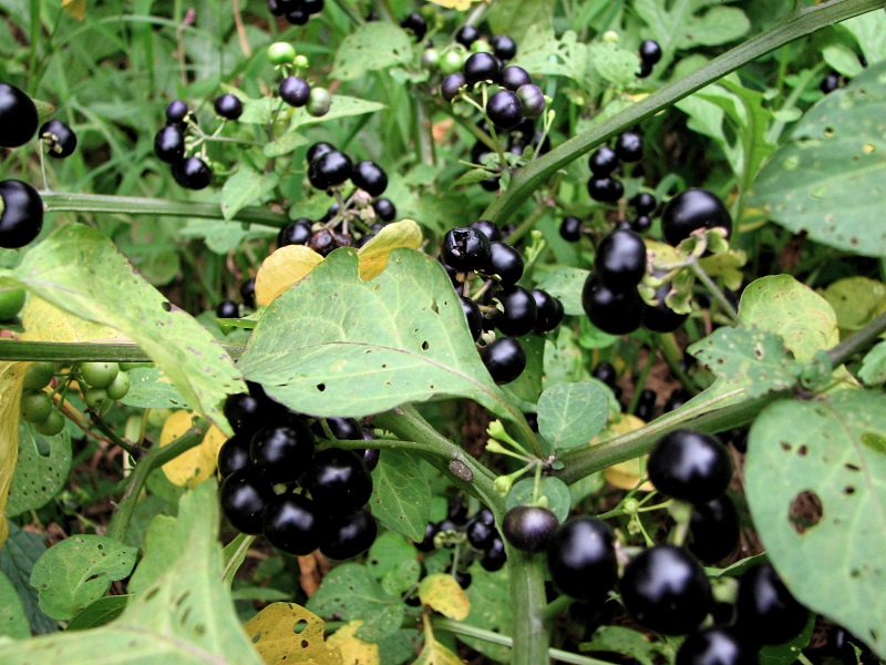 Cây lu lu,lu lu,lu lu đực,nụ áo,thù lu đực,cà đen,long quỳ,solanum nigrum,họ cà,solanaceae,lu lu chữa bệnh,bài thuốc từ cây lu lu