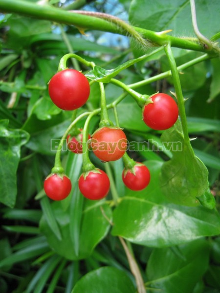 Cây Cà Gai Leo,cây cà gai leo, họ cà, họ Solanaceae,Solanum procumbens lour,cây cà vạnh, cây cà cườm, cây cà quánh, cây cà quýnh, cây cà gai dây,Solanum hainanense, cây cà lù,