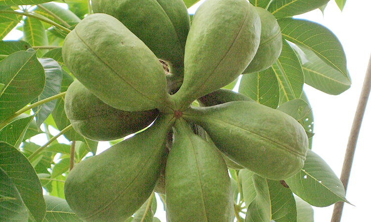 Cây trôm,trôm,mủ trôm,nhựa trôm,Sterculia foetida,tác dụng của mủ trôm