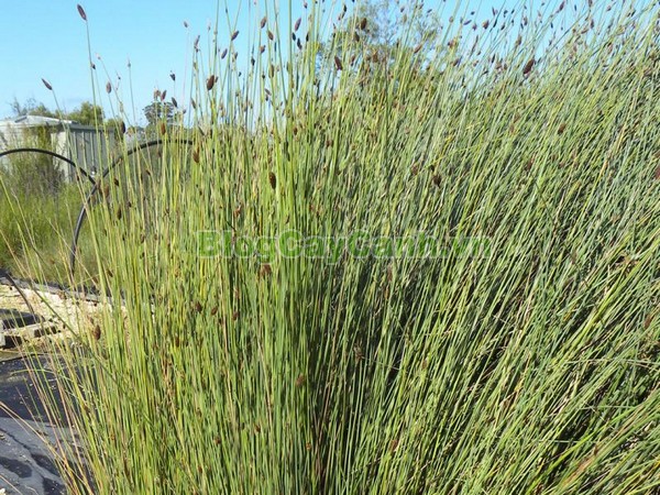 Cây Cỏ Bàng (Cây cói bàng),cỏ bàng, công dụng của cây cỏ bàng, cây cỏ bàng, cây bàng, cây cói bàng, Lepironia articulata, chi Lepironia, họ Cói,Cyperaceae,