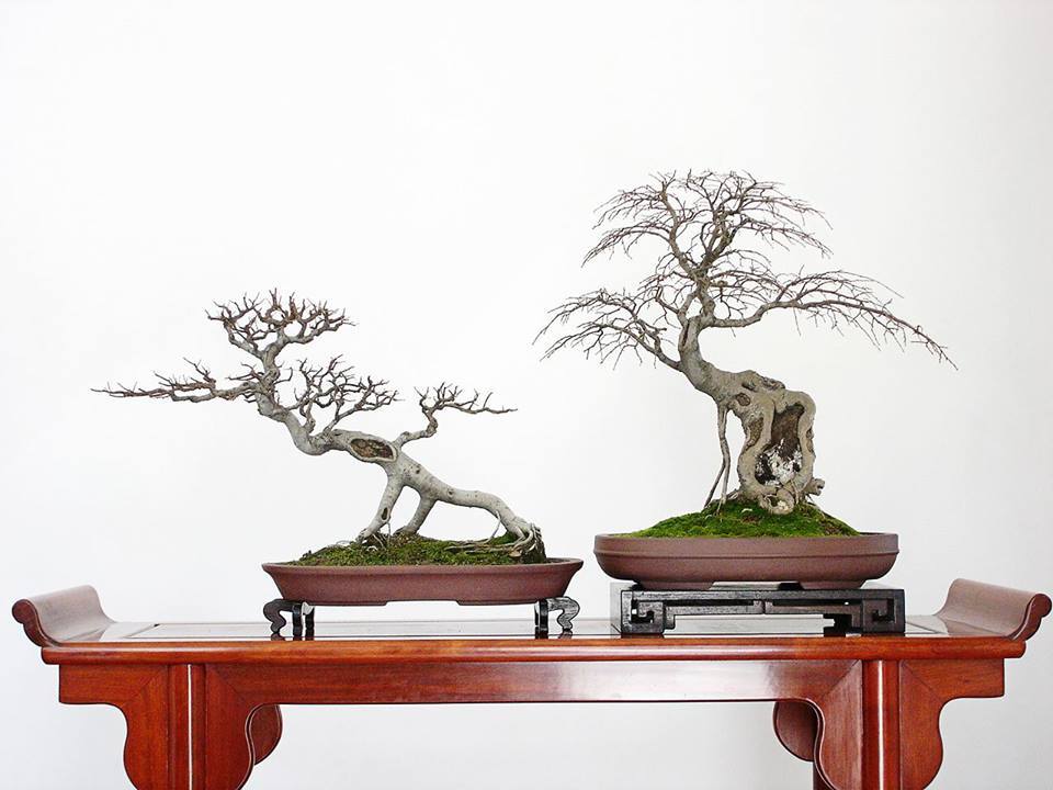 Cây cảnh bonsai đẹp