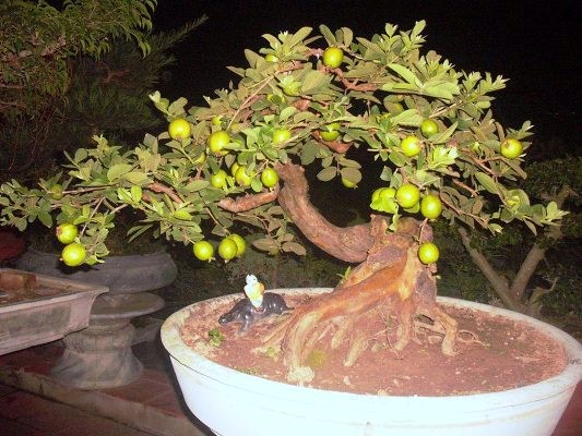 Cây ổi làm cảnh bonsai đẹp