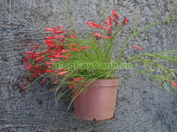 Cây Liễu Tường Hoa Đỏ,cây liễu tường hoa đỏ, họ Hoa mõm sói , Scrophulariaceae., hình ảnh cây liễu tường hoa đỏ, Russelia equisetifomis Schlecht. et Cham., cay lieu hoa do, cây hoa xác pháo, cây xác pháo,