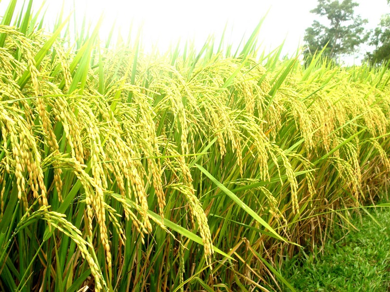 Cây lúa,lúa,Oryza sativa,Oryza glaberrima,họ hòa thảo,họ lúa,họ cỏ,Poaceae,cây lương thực,cây ngũ cốc,ngũ cốc,lục cốc,ruộng bậc thang,ruộng bậc thang Hoàng Su Phì