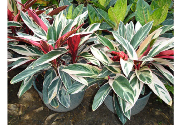 Cây hồng quân tử