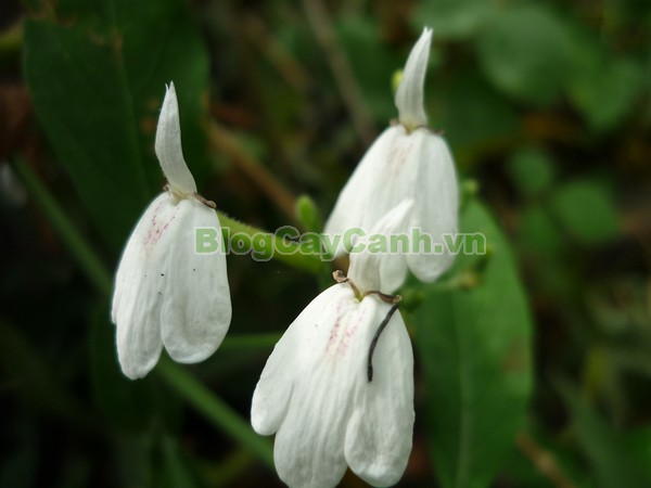 Cây kiến cò,cây kiến cò, cay kien co, Rhinacanthus nasutus (Linn.) Kurz, họ Acanthaceae, cay kien co, công dụng cây kiến cò, cây kiến cò chữa bệnh,