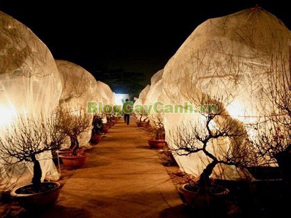 Cây Nhất Chi Mai (Cây Mai Trắng),cây nhất chi mai, họ hoa hồng, Prunus mume Sieb. & Zucc,cây bạch mai, cây hàn mai, cây lưỡng nhị mai, cây nhị độ mai, cây mai trắng, hình ảnh cây nhất chi mai, cây nhất chi mai chữa bệnh, cây nhất chi mai chơi tết, cây mai trắng,