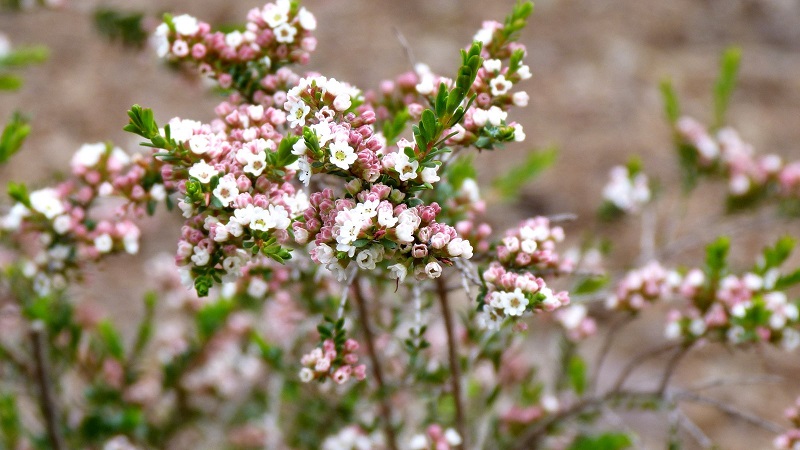 Thryptomene calycina,calycina,hoa đào kim nương,họ sim,họ hương đào,Rhodomyrtus,Myrtus,Myrtaceae