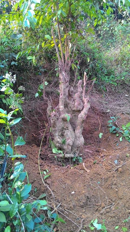 Thừng mực,cây thừng mực,cây lồng mức