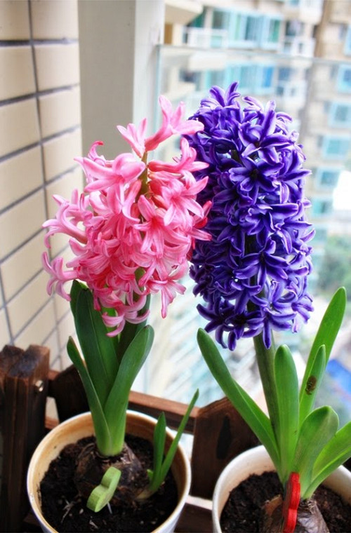 Hoa tiên ông - Dạ lan hương,Hoa tiên ông,hoa ông tiên,hoa dạ lan hương,dạ lan hương,lan dạ hương,hoa dạ hương,dạ hương,cây tiên ông,cay tien ong,hoa ngày Tết,cây ngày Tết,Hyacinthaceae,Liliaceae,Asparagales,ý nghĩa hoa dạ lan hương,truyền thuyết hoa dạ lan hương