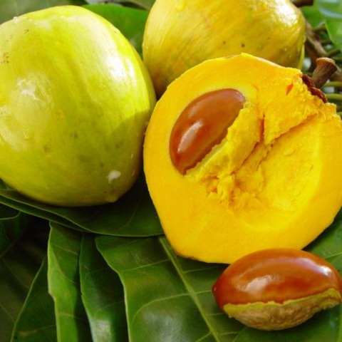 Quả trứng gà - Lêkima