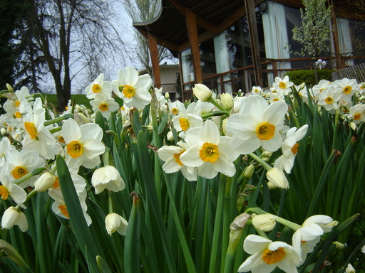 Hoa thủy tiên,hoa ngày Tết,Narcissus,sự tích hoa Thủy Tiên ngày Tết,Tết,Tết Nguyên đán