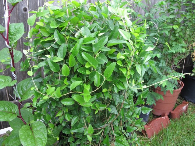 Sương sâm,Sương sâm,dây sương sâm,sương sâm trơn,dây xanh leo,dây xanh ba nhị,xanh tam,Tiliacora triandra,Cyclea barbata (Wall.),sương sâm rừng,sương sâm lông,sương sâm dùng làm thuốc