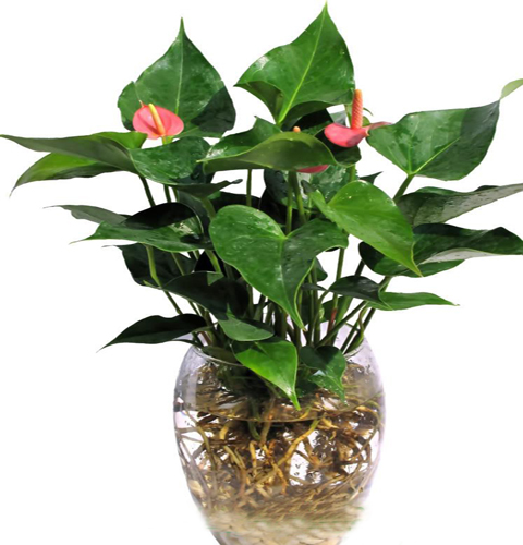 Tiểu hồng môn,hồng môn,môn hồng,vĩ hoa đỏ,vĩ hoa tròn,hồng hạc,buồm đỏ,Anthurium andraeanum,họ ráy,Araceae,cây ngày Tết,cây nội thất