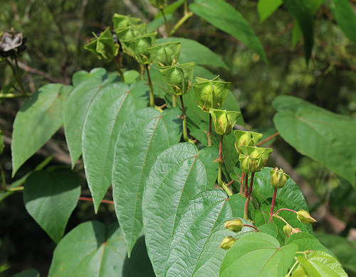 Cây tai mèo,tai mèo,cây bất thực,Abroma augusta,họ cẩm quỳ,Malvaceae