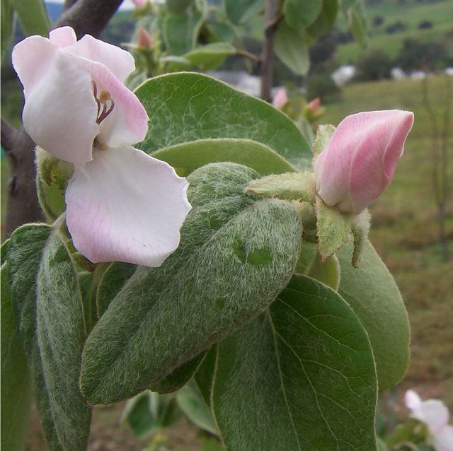 Mộc qua Kavkaz,mộc qua,Cydonia oblonga,Cydonia,Cydonia oblonga