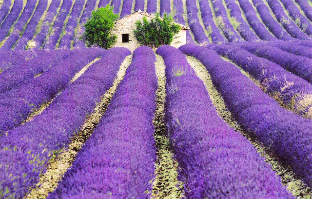 Hoa oải hương,Lavendula,Lavandula angustifolia,Lavender,common lavender,true lavender,narrow-leaved lavende,ý nghĩa hoa oải hương,họ Hoa môi,Lamiaceae