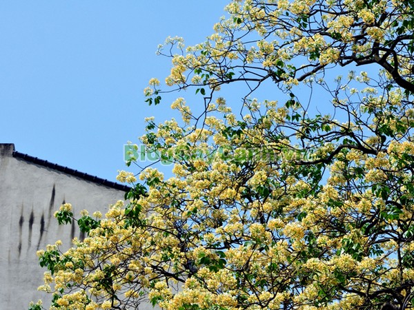 Cây Bún,cây bún, chi Crateva, họ Bạch hoa, Màn Màn,capparaceae,họ Cáp, hình ảnh cây bún, cách chăm sóc cây bún,đặc điểm cây bún, cây bún hà nội, bún nước, cay bun,