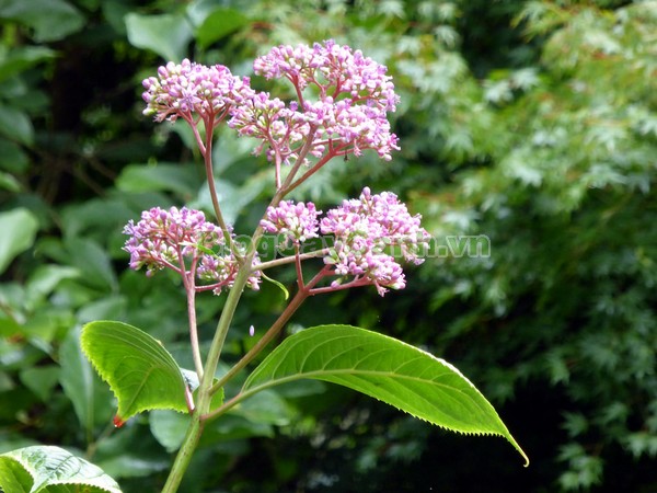 Cây Thường Sơn,cây thường sơn, cây thường sơn chữa sốt rét, công dụng của cây thường sơn, cây thường sơn chữa bệnh, tác dụng của cây thường sơn, cây khởi tía, cây tê quân, cây nam thường sơn, cây bạch thường sơn, cây thường sơn tía, cây hoàng thường sơn, cây thực tất, cây áp niệu thảo, cây kê niệu thảo ,Dichroa febrifuga Lour., họ Tú cầu, họ Thường Sơn,Hydrangeaceae,.