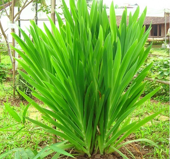 Cây rẻ quạt,rẻ quạt,xạ can,cây xạ can,biển trúc,Belamcanda chinensis,cây hoa đẹp,cây chữa bệnh