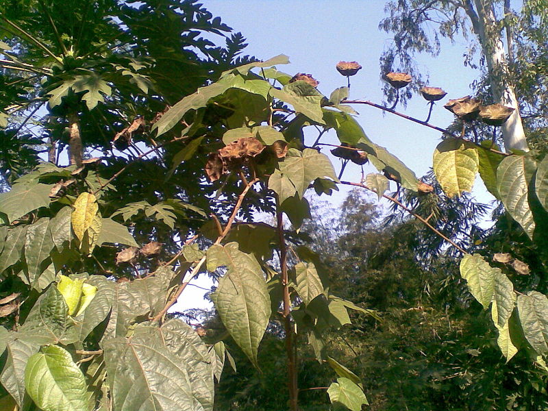 Cây tai mèo,tai mèo,cây bất thực,Abroma augusta,họ cẩm quỳ,Malvaceae