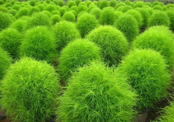 Kochia Scoparia,Bassia scoparia,Summer Cypress,cỏ Kochia,họ Dền,Amaranthaceae