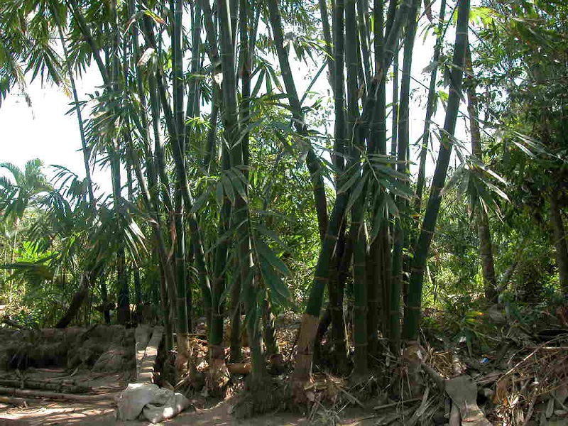 Cây tre,bộ Hòa thảo,phân họ Tre,tông Tre,Bambuseae,bamboo,cây phong thủy,cây ngoại thất,cây ngày Tết