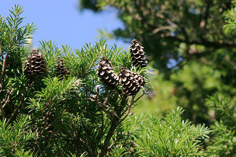 Du sam,du sam đá vôi,ngô tùng,thông dầu,tô hạp đá vôi,mạy kinh,keteleeria davidiana