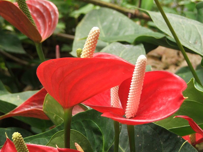 Tiểu hồng môn,hồng môn,môn hồng,vĩ hoa đỏ,vĩ hoa tròn,hồng hạc,buồm đỏ,Anthurium andraeanum,họ ráy,Araceae,cây ngày Tết,cây nội thất