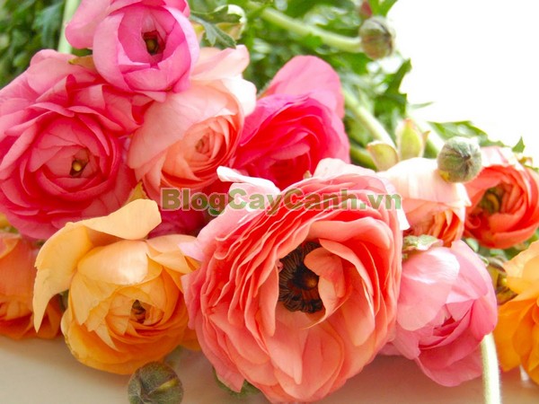 Cây Hoa Mao Lương (Cây hoa hoàng liên),cây hoa mao lương, cây hoa hoàng liên, hình ảnh cây hoa mao lương, Rananculus, họ Mao Lương, cay hoa mao luong