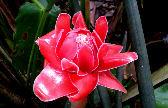 Đa lộc,hoa đa lộc,hoa sen đất,gừng tàu,hoa vạn phúc,Etlingera elatior,họ gừng,Zingiberaceae,đậu khấu