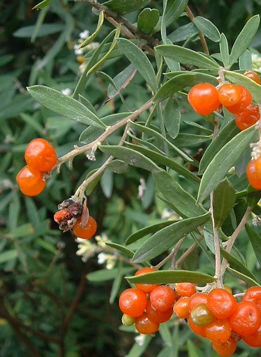 Thụy hương lá lanh,Daphne gnidium,thụy hương,Daphne