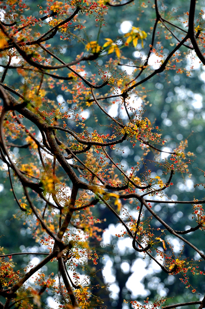 Cây hoa mõ,hoa mõ,cây hoa mõ bên hồ Gươm,cây hoa mõ bên hồ Hoàn Kiếm