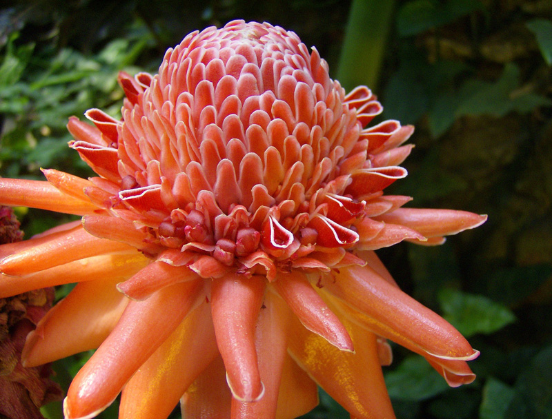 Đa lộc,hoa đa lộc,hoa sen đất,gừng tàu,hoa vạn phúc,Etlingera elatior,họ gừng,Zingiberaceae,đậu khấu