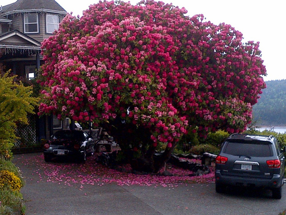 Đỗ quyên,cây đỗ quyên cổ thụ